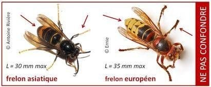 frelon.jpg